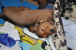 Jamnik d�ugow�osy